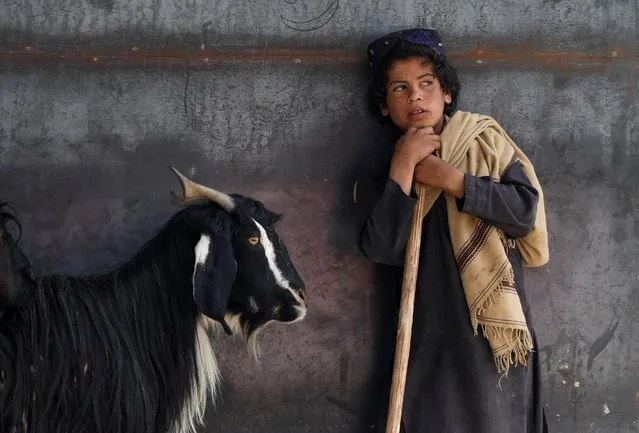 A vendor waits for customers at a livestock market on the first day of the Muslim holiday of the Eid al-Adha, in Kabul, Afghanistan August 11, 2019. (Photo by Mohammad Ismail/Reuters)