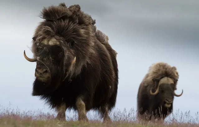 Wild Musk Oxen in Arctic Prairie in Russia