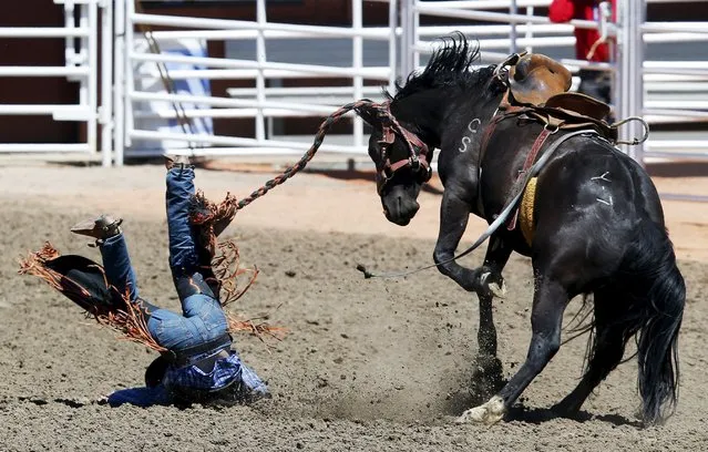 Trent Kure of Red Deer, Alberta, gets bucked off “Yodelling Lizard” in the novice saddle brand event during the Calgary Stampede rodeo in Calgary, Alberta, July 3, 2015. (Photo by Todd Korol/Reuters)