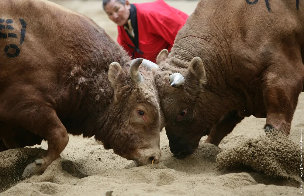 Cheongdo Bullfighting Festival