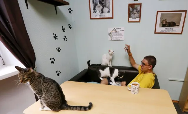 A man plays with cats at the “Kis-Kis” Cat' Cafe in the Siberian city of Krasnoyarsk, Russia, July 6, 2015. (Photo by Ilya Naymushin/Reuters)
