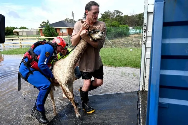 Volunteers from the State Emergency Service (SES) rescue a llama from a flooded farm house in western Sydney on March 3, 2022, as the area faces its worst flooding after record rainfall caused its largest dam to overflow. (Photo by Muhammad Farooq/AFP Photo)