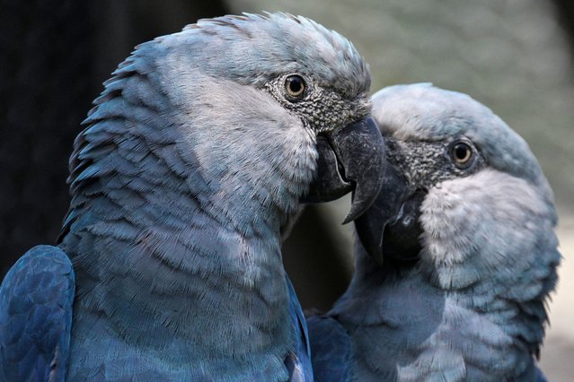 Two Spix's macaws are seen at the São Paulo Zoo in São Paulo, Brazil, on Friday, May 3, 2024. The species is one of the most threatened in Brazil. (Photo by Nelson Almeida/AFP Photo)