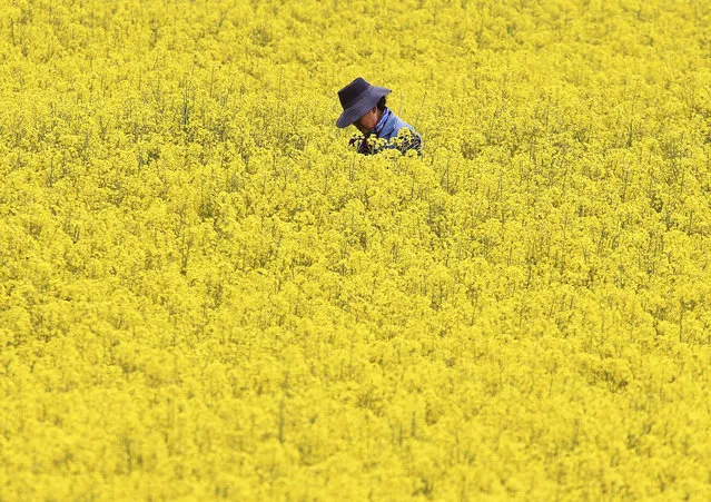 A woman with a hat stands amidst a filed of rape in the outskirts of Frankfurt, Germany, Thursday, May 11, 2017. (Photo by Michael Probst/AP Photo)