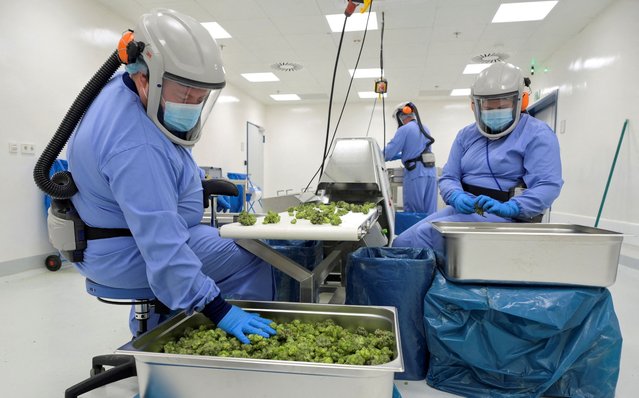 Employees process cannabis flowers at Demecan, the first German company to supply medicinal cannabis to the German Cannabis Agency in Ebersbach, Germany on June 13, 2023. (Photo by Matthias Rietschel/Reuters)