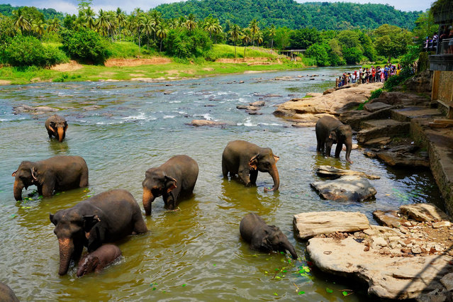 Elephants bathe in a river at the Pinnawala Elephant Orphanage in Sri Lanka, August 11, 2024. Established in 1975, Pinnawala Elephant Orphanage is the first one of its kind in the world, home to 69 elephant orphans today. The World Elephant Day falls on Aug. 12 each year. (Photo by Xinhua News Agency/Rex Features/Shutterstock)