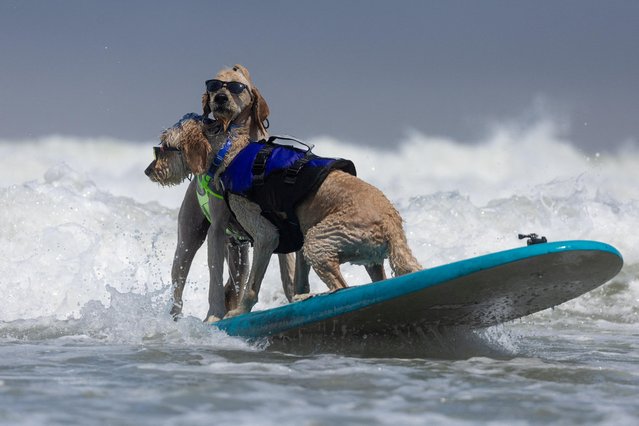 Derby and Teddy compete at the World Dog Surfing Championships in Pacifica, California, U.S., August 5, 2023. (Photo by Carlos Barria/Reuters)