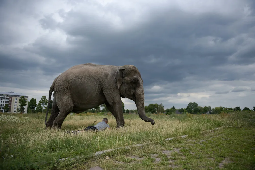 Maja the Elephant takes Stroll on Streets of Berlin