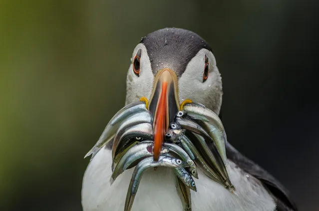 Shortlisted. Puffin, Pembrokeshire Coast national park, by Jason Davies: “Time to feed the chicks again”. (Photo by Jason Davies/2020 UK National Parks Photography Competition)
