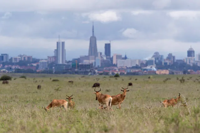 Hartebeests graze in Nairobi national park against a backdrop of the city, Kenya on May 11, 2017. (Photo by Baz Ratner/Reuters)