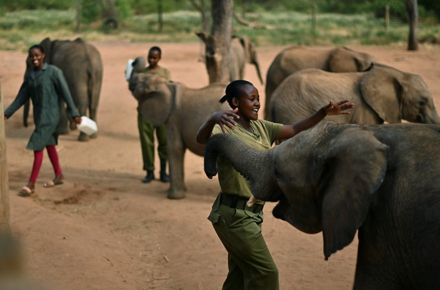 Naomi, a senior women elephant keeper, sings to one of the older orphan calves at Reteti Elephant Sanctuary in Namunyak Wildlife Conservancy, central Kenya, on February 26, 2020. The community-owned and run elephant sanctuary within the Namunyak conservancy in central Kenya, gives care to abandoned or orphaned elephant calves and conditions them for release back to the wild as they approach four-years-old. The sancturay also benefits the local Samburu people who live alongside the animals, and who are seen as an expanding community-driven grassroots conservation movement in northern Kenya. Each year, some five to ten elephants calves are rescued from a population of around 8,700. (Photo by Tony Karumba/AFP Photo)