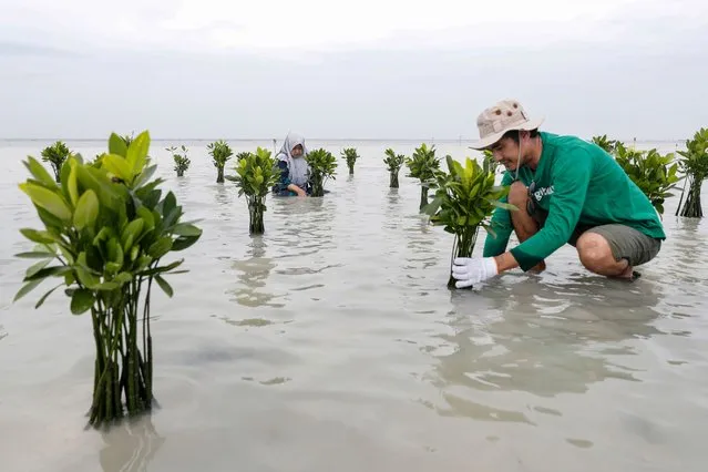 Edi Mulyono, a fisherman and mangrove farmer (R) plants mangroves on Rengge beach to protect the beach from further damage in Pari Island, Jakarta, Indonesia, 13 August 2022. Four Pari Islanders have decided to take legal action against Holcim, a Switzerland based cement company, in a climate change lawsuit. The suit demands the company to pay for compensation and flood defences. The company is also urged to cut its greenhouse gas emissions by 43 percent by 2030 and 69 percent by 2040 to prevent future damage. Pari Island, home to more than a thousand people and located around 56 kilometers north of Jakarta, is facing serious problems caused by the impact of climate change. Rising sea levels forced residents to deal with tidal flooding more often. According to Edi Mulyono, one of the plaintiffs, smaller Islands around Pari Island have submerged in recent years. (Photo by Mast Irham/EPA/EFE)