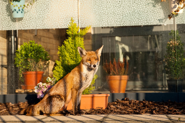 Urban foxes are becoming more brazen during the coronavirus pandemic. This one lives near Asda on Old Kent Road in south London, England on April, 2020. (Photo by Jill Mead/The Guardian)