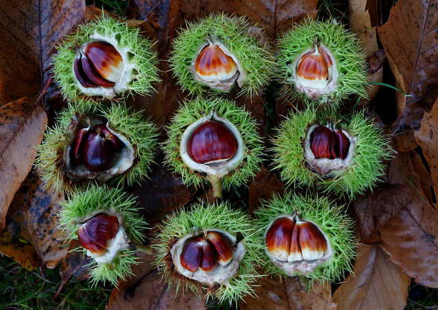 Sweet Chestnuts laid on a bed on leaves after being brought down to the forest floor near Ashford in Kent on Monday October 23, 2023, after Storm Babet battered the UK, causing widespread flooding and high winds. More 'risk-to-life' flood warnings have been issued in England in the wake of Storm Babet as homes have been evacuated and train services disrupted. (Photo by Gareth Fuller/PA Images via Getty Images)
