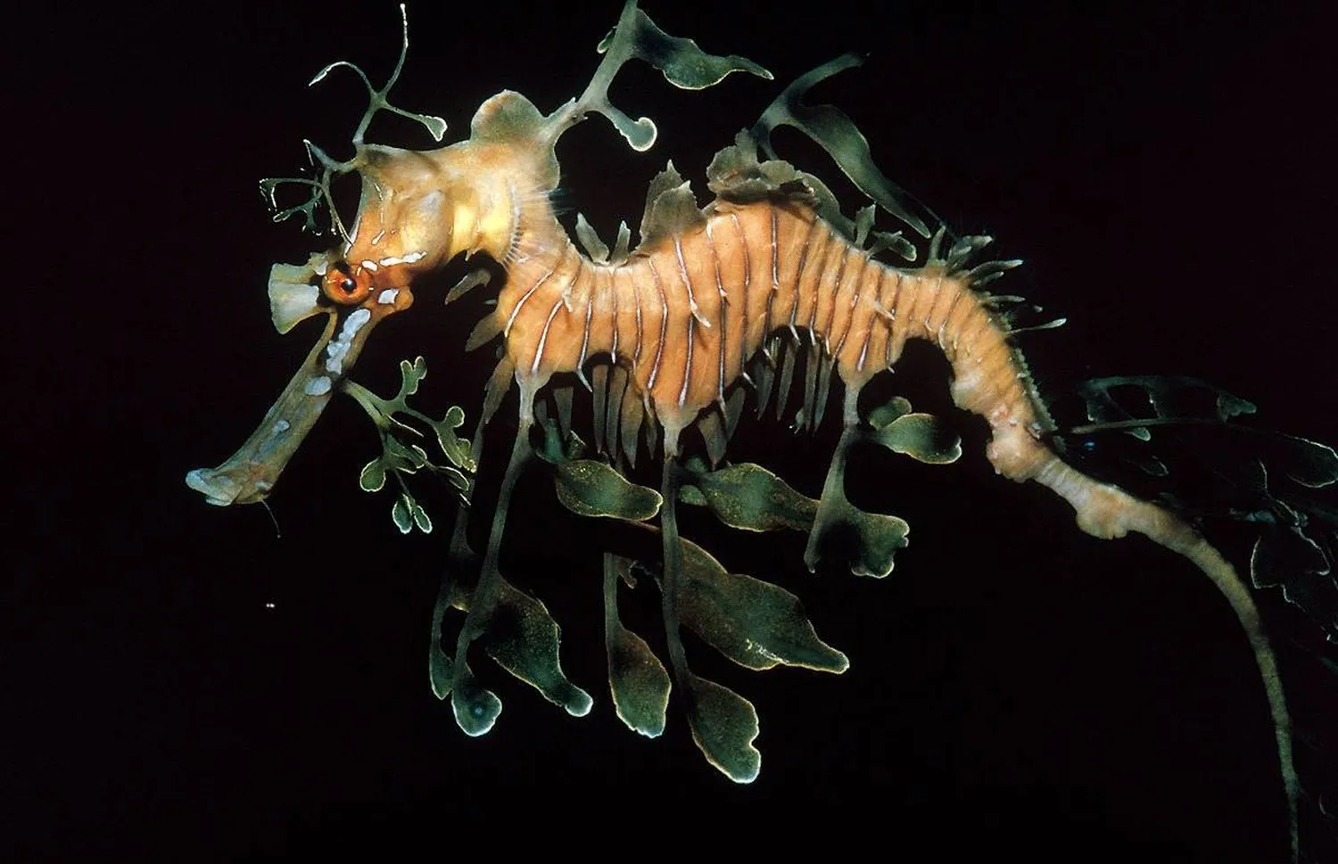 живые существа организмы. популяция животных. живые существа. фабрические взаимоотношения. живые организмы.