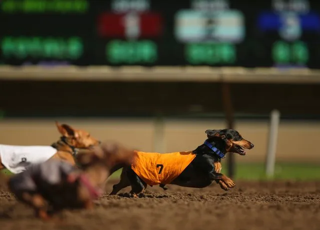 Duke, owned by Mike Wrona, runs during the Championship heat of a dog race, September 1, 2014, at Canterbury Park, in Shakopee, Minn. (Photo by Jeff Wheeler/AP Photo/The Star Tribune)