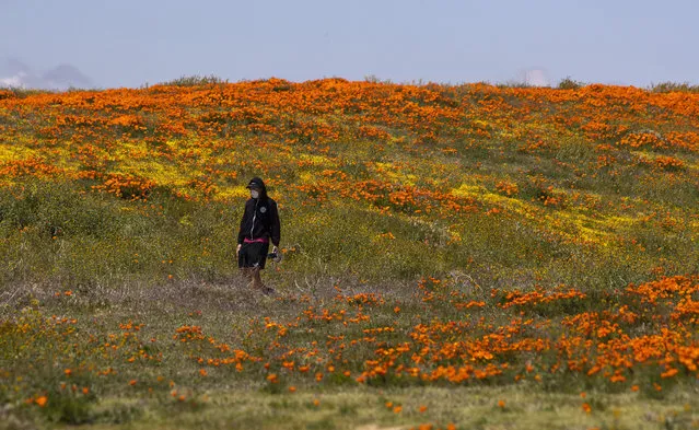 A man wearing a mask to guard against the coronavirus walks on a trail among blooming California poppies in a field along Lancaster Blvd. on Tuesday, April 21, 2020 in Lancaster, CA. (Photo by Brian van der Brug/Los Angeles Times via Getty Images)