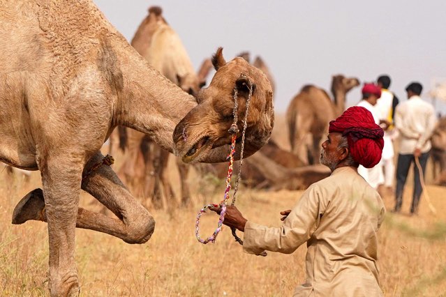 A camel trader reins his camel, ahead of the annual Camel Fair at Pushkar in India's desert state of Rajasthan on November 16, 2023. (Photo by Himanshu Sharma/AFP Photo)