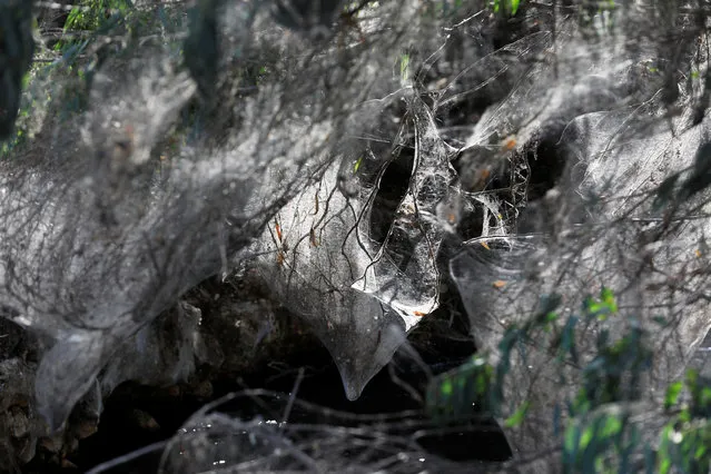 Giant spider webs, spun by long-jawed spiders (Tetragnatha), cover sections of the vegetation along the Soreq creek bank, near Jerusalem on November 7, 2017. (Photo by Ronen Zvulun/Reuters)