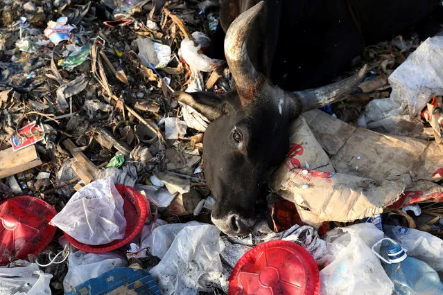 A cow lies on a pile of waste in a rubbish dump on the outskirts of the town of Lamu, Kenya, November 10, 2017. (Photo by Siegfried Modola/Reuters)