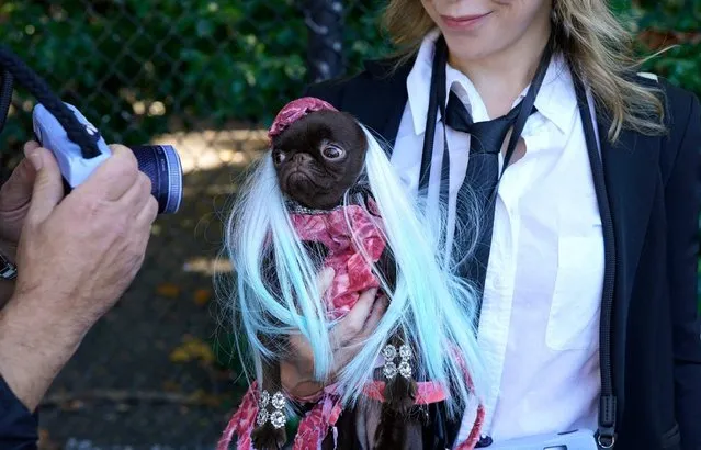 Dogs and their owners compete in the 32nd Tompkins Square Halloween Dog Parade on October 22, 2022, at Tompkins Square in New York City. (Photo by Timothy A. Clary/AFP Photo)