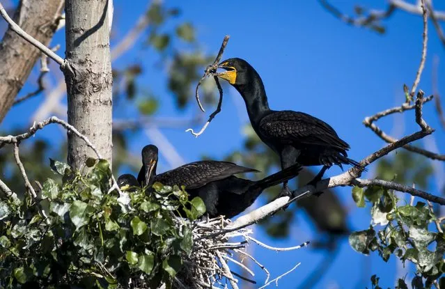 Double-crested cormorants nest at Tommy Thompson Park located on a man-made peninsula, known as the Leslie Street Spit, in Toronto June 24, 2015. It was created over 60 years ago by the dumping of dredged sand, concrete chunks and earth fill, expanding what was once just a thin strip of land in the city's busy harbor. An unexpected urban oasis, the development brings marshes, lagoons and forests to the centre of Canada's largest city. (Photo by Mark Blinch/Reuters)