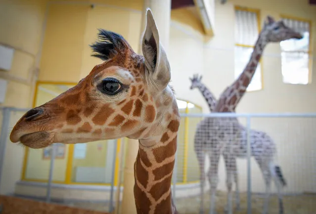 A two-week old reticulated giraffe baby (Giraffa camelopardalis reticulata), yet unnamed, stands in its enclosure as it is shown to the public for the first time in the Zoo of Debrecen, 221 kms east of Budapest, Hungary, 07 December 2017. (Photo by Zsolt Czegledi/EPA/EFE)