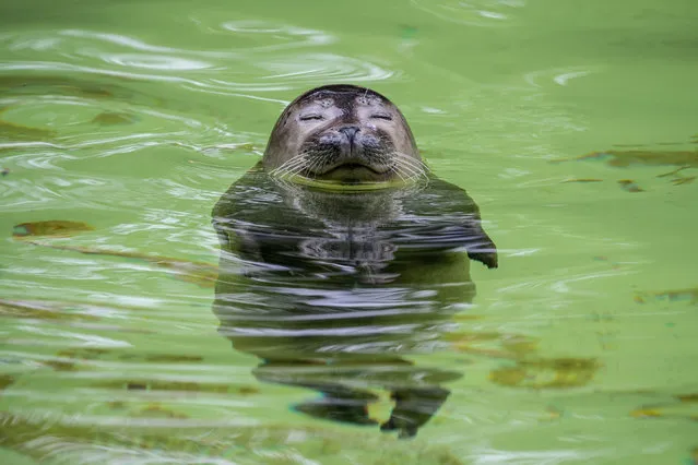 A seal swims in an enclosure at the Zoo Berlin, Germany, 08 July 2020. (Photo by Hayoung Jeon/EPA/EFE)