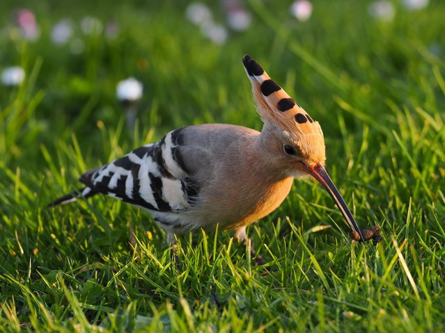 A group of Hoopoes were spotted in “unusually high” numbers in Pembrokeshire over the weekend, April 12, 2025. The birds, which migrate from Africa, are rarely seen in Britain. Their distinctive feather crown can be raised or lowered at will. (Photo by Wales News Service)