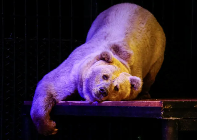 Pamir, a nine-year-old Tien Shan White Claw bear, lays inside an open-air cage, as illumination is lit on for late visitor to observe animals at night environment, at the Royev Ruchey zoo in a suburb of the Siberian city of Krasnoyarsk, Russia, August 27, 2016. (Photo by Ilya Naymushin/Reuters)