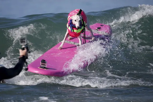 A dog surfs during the Surf City Surf Dog Contest in Huntington Beach, California September 27, 2015. (Photo by Lucy Nicholson/Reuters)