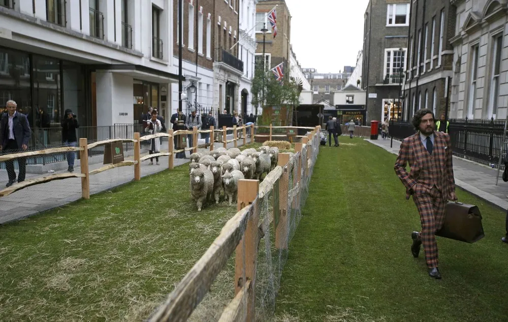 Flocks of Sheep Take over London's Savile Row