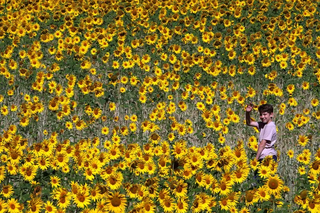 A child walks in a field of sunflowers, amid the coronavirus disease (COVID-19) outbreak, in Chorleywood, Britain, August 7, 2020. (Photo by Paul Childs/Reuters)