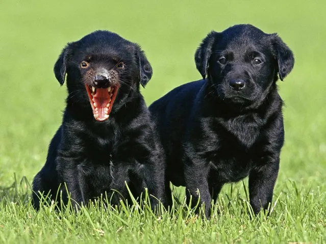 Cross between a  a puppy and tazmanian devil – Tasmanian Labrador. (Photo by Sarah DeRemer/Caters News)