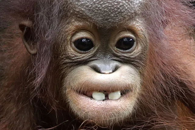 Khansa, an eight month old critically endangered Bornean orangutan shows off it's two front-teeth, at the Singapore Zoo on Thursday, January 11, 2018 in Singapore. The Singapore Zoo is active with its breeding programs as part of its wildlife preservation efforts. This is the Zoo's 46th successful orangutan birth. (Photo by Wong Maye-E/AP Photo)