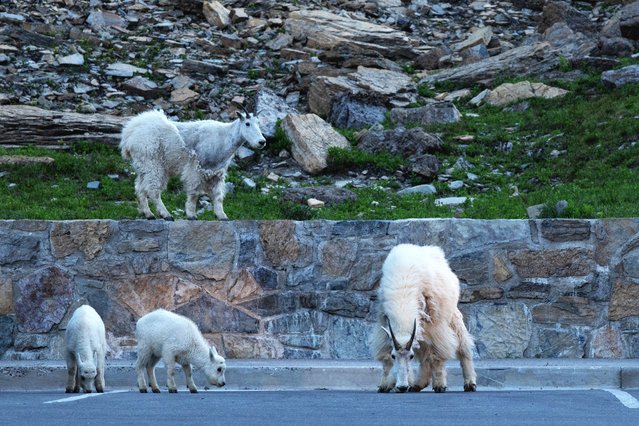 Mountain goats are seen in a parking lot near the Logan Pass Visitor Center in Glacier National Park near Browning, Montana on July 10, 2025. (Photo by Kaylee Greenlee/Reuters)
