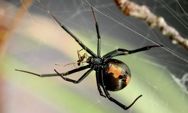 This undated handout picture made available by Professor Maydianne Andrade of the University of Toronto on September 20, 2016, shows an adult female Australian redback spider (Latrodectus hasselti) with dead a male near her mouthparts. Widow spider males, known for their tendency to end up as a post-coital snack, have developed a rather gruesome method of saving their own skins, scientists revealed on September 21, 2016. To avoid becoming the lunch of adult females, some males have taken to inseminating juveniles which have no external genitalia yet – penetrating right through their exoskeletons to deposit sperm. (Photo by Ken Jones/AFP Photo/Courtesy of Professor Maydianne Andrade of University of Toronto)