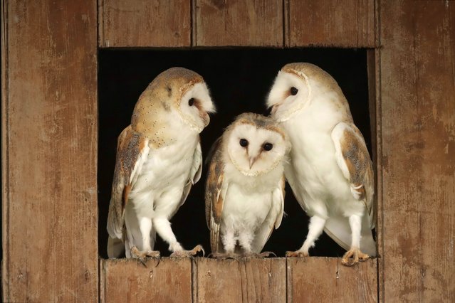 A family of barn owls perched in a window in Wigan, UK early August 2025. This snug trio of Barn Owls were spotted all bunched up in a wooden barn window. Captured by photographer Gemma DeCet, 41, from Manchester, the pictures show two adult owls and their seven-week-old owlet perched closely together in Wigan. (Photo by Gemma DeCet/Animal News Agency)
