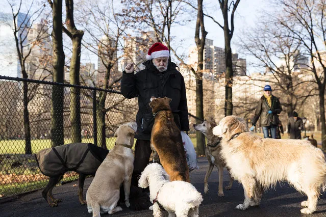 Larry, in a Santa hat plays with dogs in Central Park on Christmas day on December 25, 2017 in New York City. Security in the New York is on alert as thousand of tourists visit the city for the holidays. (Photo by Amir Levy/Getty Images)