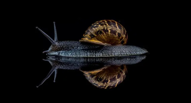 Snails and slugs category winner: Snail by David Lain. A classic portrait of a garden snail, plucked from his garden rockery, UK. (Photo by David lain/Luminar Bug Photographer of the Year 2020)