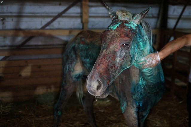A person treats a burned horse in an animal shelter, after a wildfire, in Tirana, Albania on August 15, 2025. (Photo by Florion Goga/Reuters)