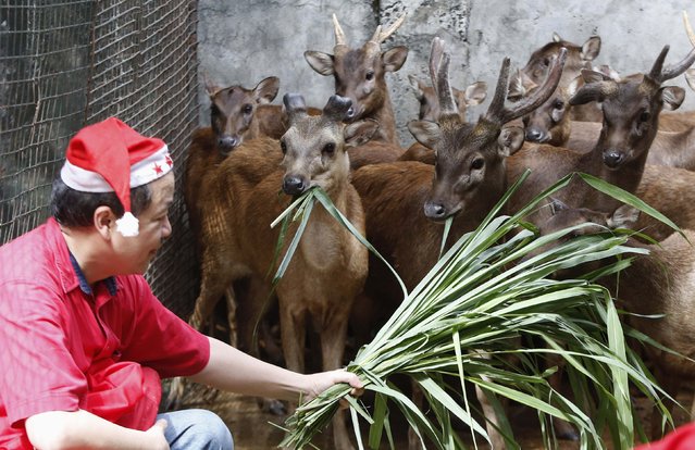 Zoo owner Manny Tangco feed reindeers during the Animal Christmas party at Malabon Zoo in Manila December 18, 2014. (Photo by Erik De Castro/Reuters)