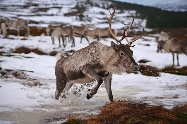 Reindeer at the Cairgorm Herd wait to be fed on December 14, 2014 in The Cairngorms National Park, Scotland. Reindeer were introduced to Scotland in 1952 by Swedish Sami reindeer herder, Mikel Utsi. Starting with just a few reindeer, the herd has now grown in numbers over the years and is currently at about 130 by controlling the breeding. (Photo by Jeff J. Mitchell/Getty Images)