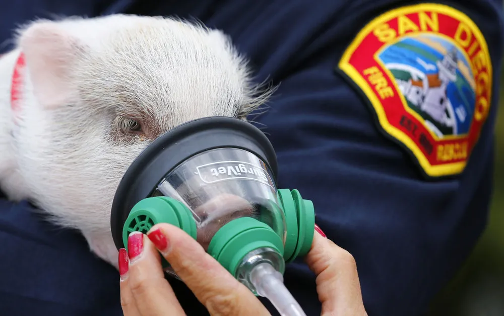 The Week in Pictures: Animals, April 20 – April 26, 2013