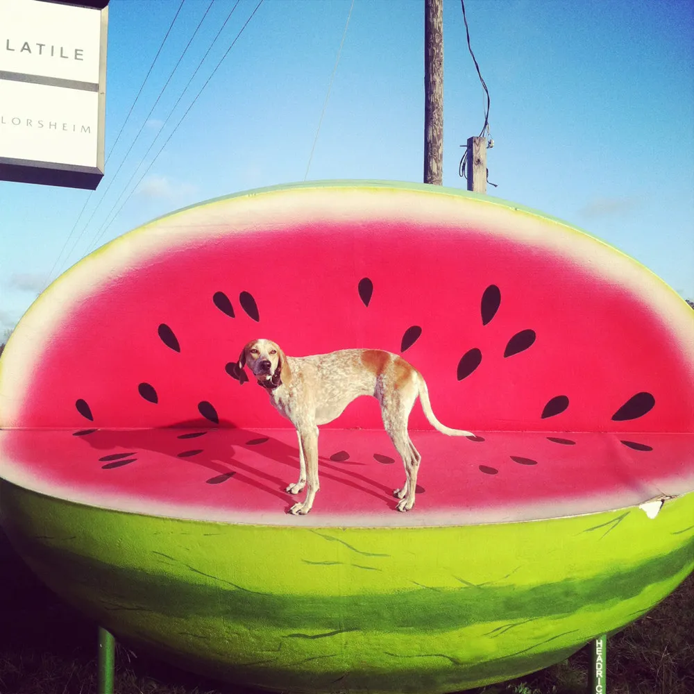 Maddie The Coonhound by Theron Humphrey