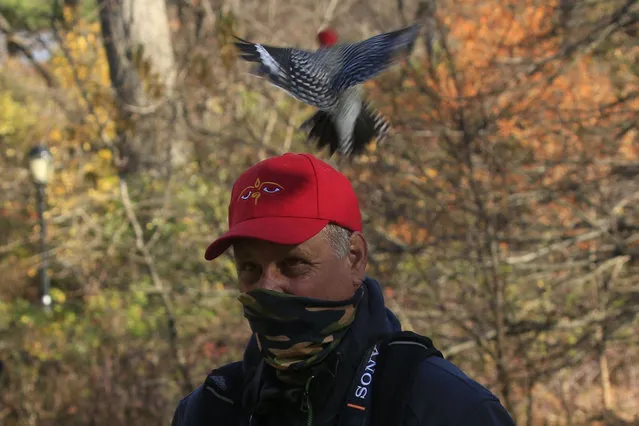Robert DeCandido also known as “Birding Bob” is attacked by a Red-Bellied Woodpecker as he leads a group of bird watchers during a tour in Central Park, New York on November 29, 2020. On a recent sunny morning in New York a few dozen people gathered in Central Park's wooded Ramble area with a common goal: zero in on an elusive owl. Autumn leaves crunch under their shoes as “Birding Bob” – a guide who has been organizing birdwatching tours in the park for more than three decades, with interest jumping since the coronavirus pandemic hit the city in March – leads them along winding paths. (Photo by Kena Betancur/AFP Photo) (Photo by KENA BETANCUR/AFP via Getty Images)