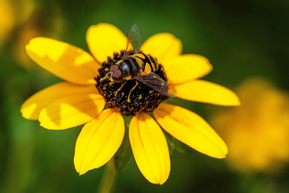 Some Photos: Insects