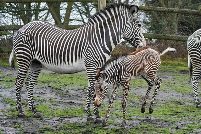 Newborn Grevy's zebra Lola, who was born during the early hours of March 17 to 12-year-old mum, Akuna, at West Midland Safari Park, Bewdley, Worcestershire on Wednesday, March 29, 2023. (Photo by Jacob King/PA Images via Getty Images)