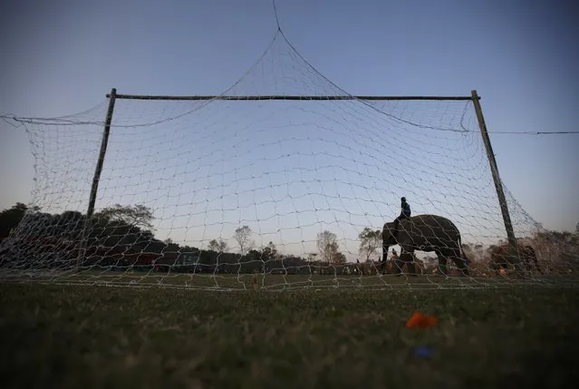 A mahout on his elephant walks in front of a goalpost while playing a soccer match during an Elephant Festival event at Sauraha in Chitwan, about 170 km (106 miles) south of Kathmandu December 26, 2014. (Photo by Navesh Chitrakar/Reuters)