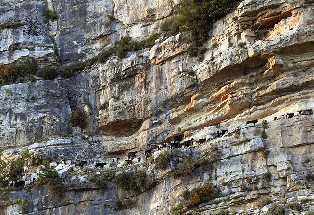 Goats are pictured on a cliff near Lebanon's northern village of Ehden, north of Beirut on December 01, 2020. (Photo by Joseph Eid/AFP Photo)